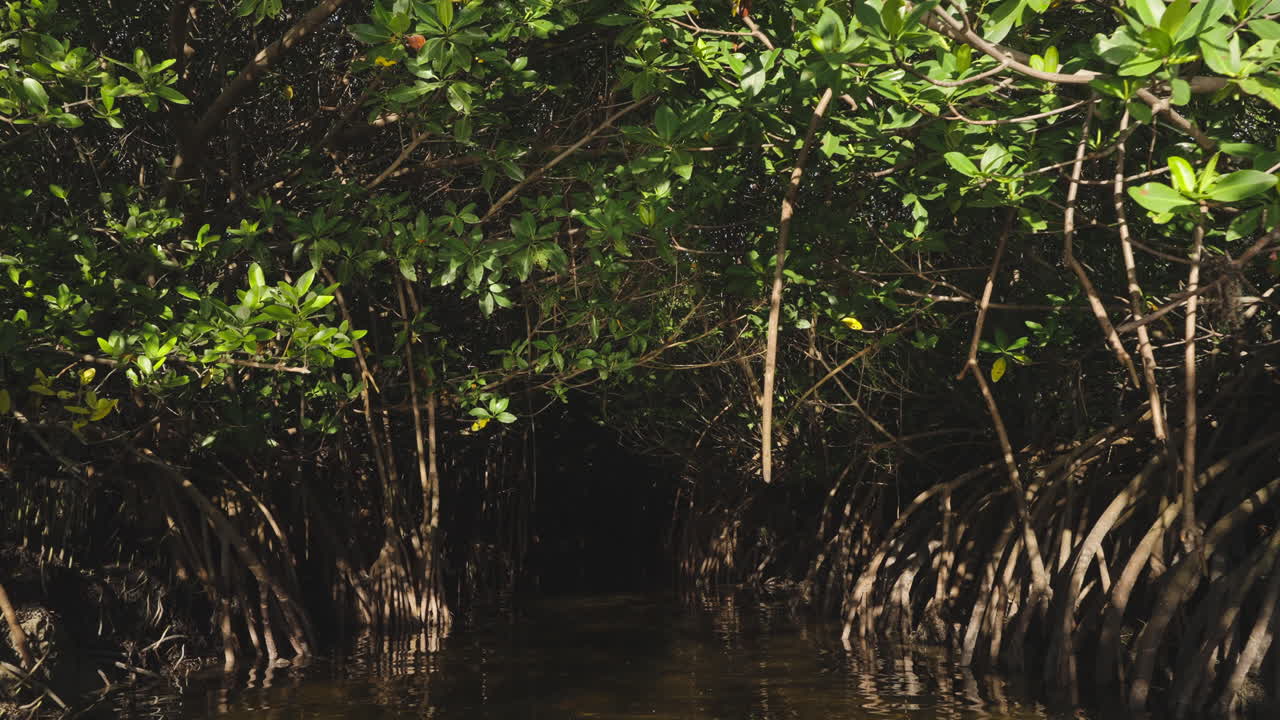 Mangrove Forest in Water Walk