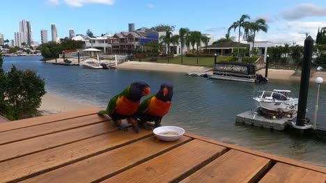 colorful birds eat while boats pass by