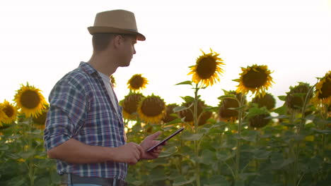 Ein-Bauer-Mit-Strohhut-Geht-An-Einem-Sommerabend-über-Ein-Feld-Mit-Großen-Sonnenblumen-Und-Schreibt-Informationen-Darüber-Auf-Sein-Elektronisches-Tablet.