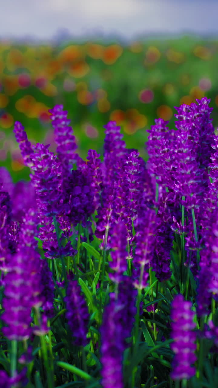 Vibrant purple flowers bloom in a colorful field during sunny weather