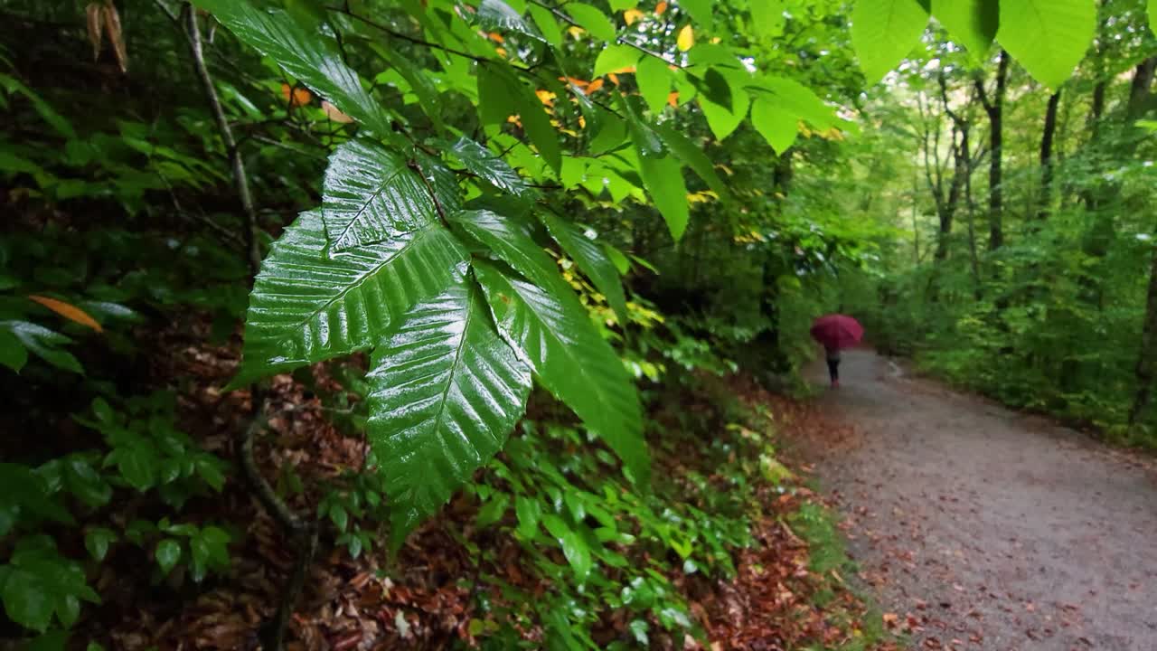 mujer irreconocible con un paraguas alejándose en el sendero del desfiladero del canal