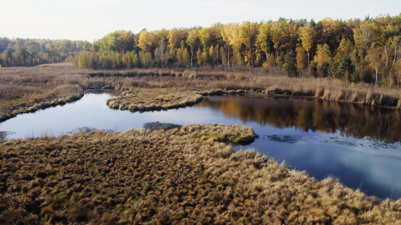 Luftfoto af en fredfyldt vådområdesø omgivet af efterårsskov