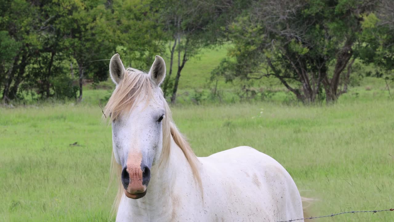A white horse stands calmly in a vibrant green field, surrounded by trees.