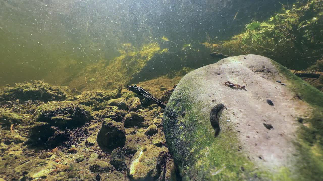 Leech Erpobdella octoculata on rock in shallow stream, Estonia