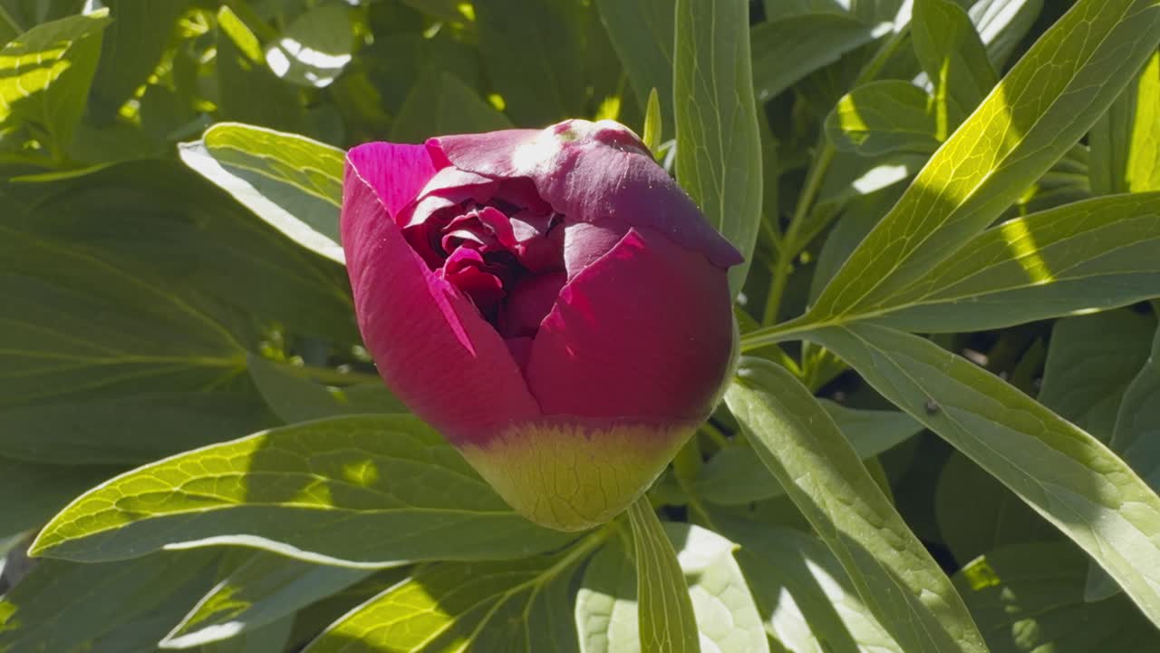 Close Up Beautiful Red Peony Bud Just Beginning To Open Under The Sun