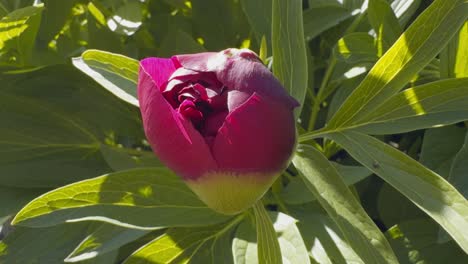 close up beautiful red peony bud just beginning to open under the sun