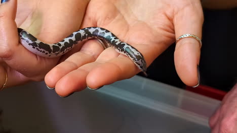 primer plano de la mano de una mujer anónima sosteniendo una pequeña serpiente
