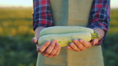 las manos del agricultor sostienen varias verduras frescas de calabacín del campo