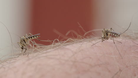 macro view of two mosquitos gorging themselves on blood of caucasian person