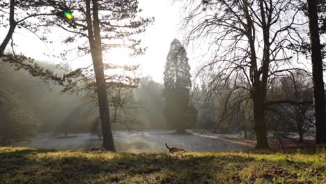 A-black-labrador-dog-running-along-the-horizon-of-a-frosty-park-in-the-late-afternoon-evening