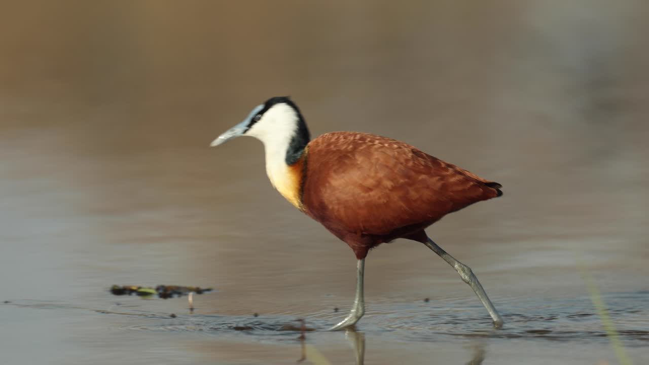 clip de cierre en cámara lenta de una jacana africana caminando en aguas poco profundas a lo largo del río khwai, botswana