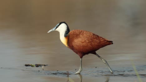 Clip-De-Cierre-En-Cámara-Lenta-De-Una-Jacana-Africana-Caminando-En-Aguas-Poco-Profundas-A-Lo-Largo-Del-Río-Khwai,-Botswana