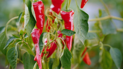 Los-Pimientos-Maduros-Maduran-Al-Sol-Produciendo-Especias