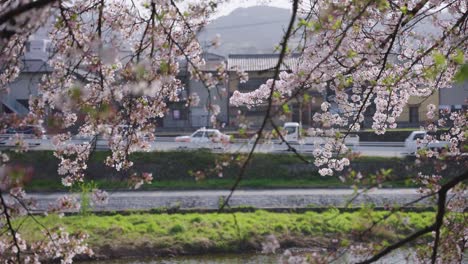 sakura cherry blossoms in slow motion, kyoto streets in background, japan