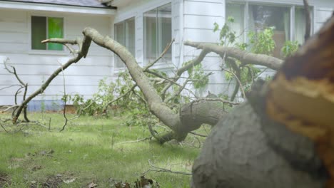 extreme close up of a fallen limb after a freak storm