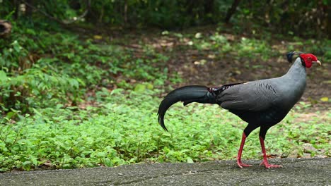 siamese fireback, lophura diardi