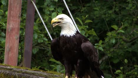 Bald-eagle-resting-on-a-big-stone-wall,-in-Alaska