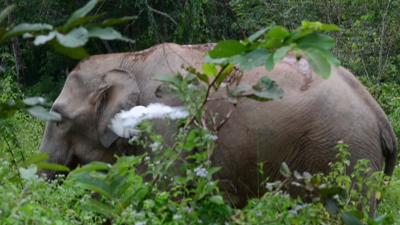 アジアゾウは絶滅危惧種であり、タイの居住者でもあります
