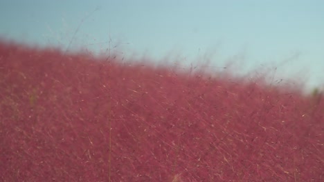 Pink-Muhly-grass-hill-and-sky,-close-up,-Anseong-Farmland-South-Korea