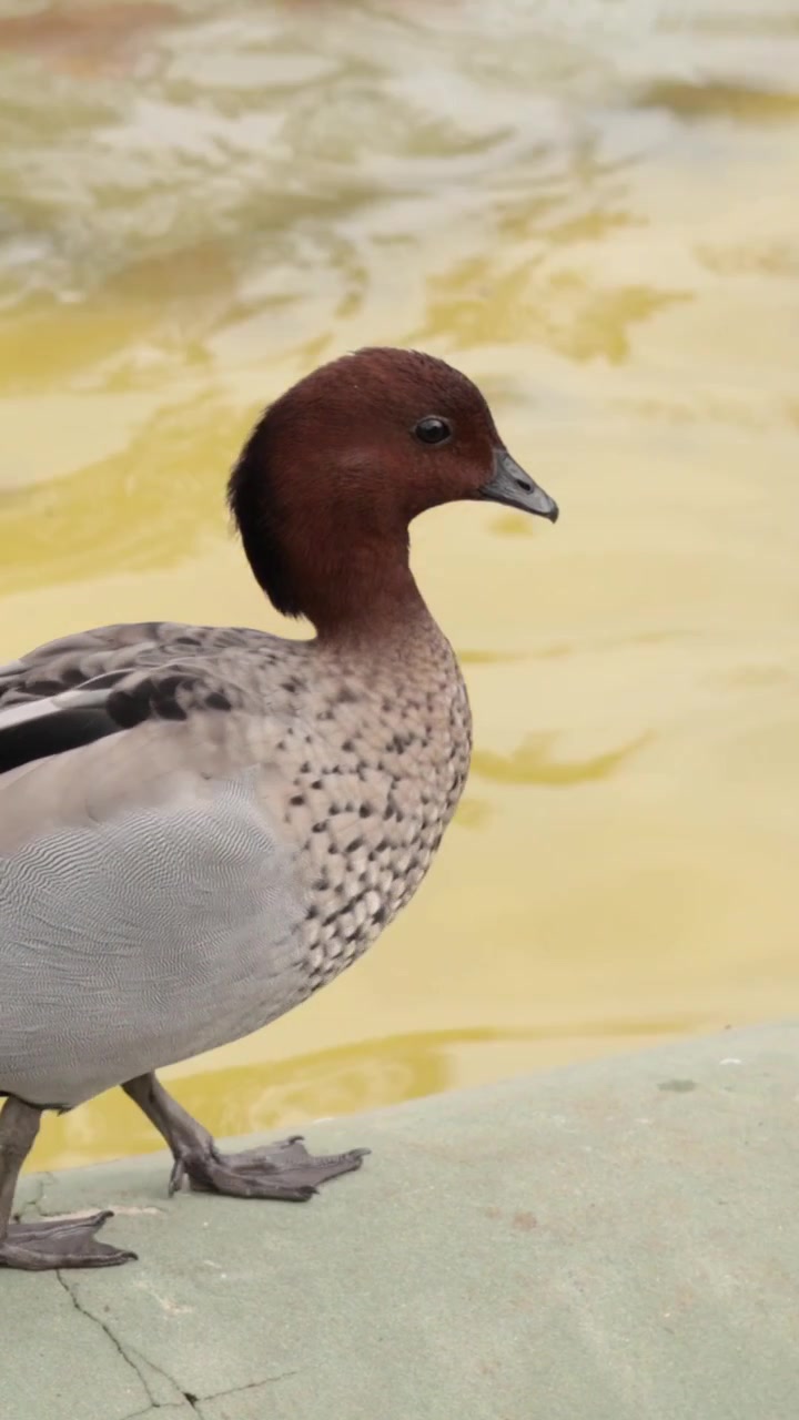 Una singola anatra boschereccia australiana cammina lungo un cornicione di cemento accanto a uno stagno torbido.