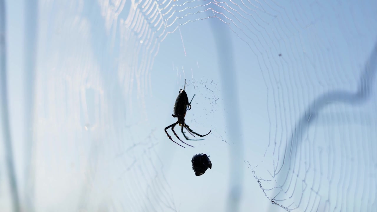 Ragno tessitore di ragnatele a silhouette appeso a una ragnatela delicata contro un cielo azzurro pallido, con preda avvolta, sottili fili di seta e dettagli macro tranquilli della fauna selvatica all'aperto