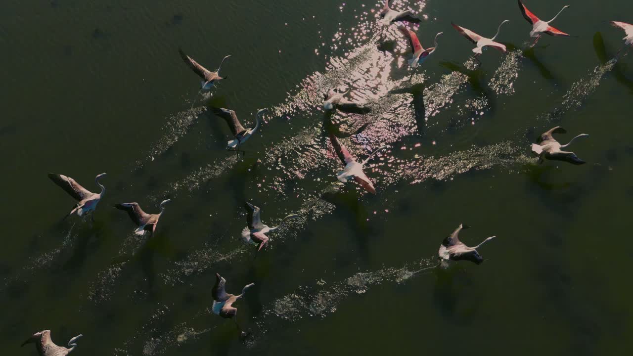 flamencos ascendiendo sobre una sabana de laguna de aguas poco profundas