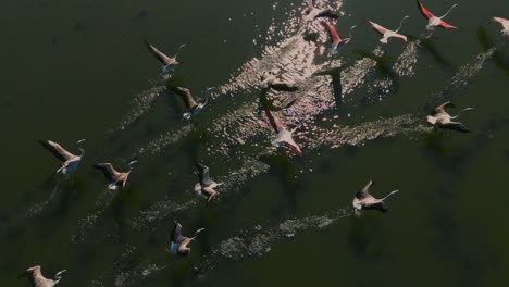 flamingos ascending over a shallow water lagoon savannah