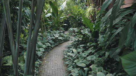 thailand forest walk - walking through the forest in thailand (jim thompson museum)