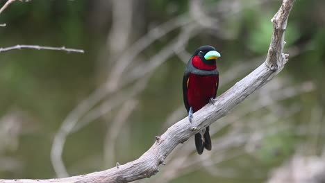 Cymbirhynchus-Macrorhynchos,-Pico-Ancho-Negro-Y-Rojo,-Parque-Nacional-Kaeng-Krachan,-Tailandia