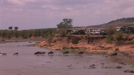 a herd of wildebeest cross a river watched by people parked on a ridge above