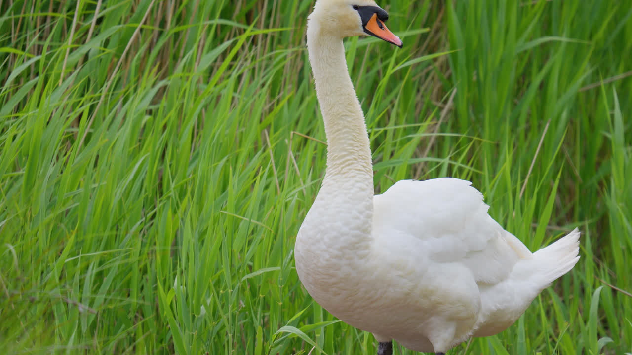 cisnes anidando en una orilla del lago entre las cañas de agua