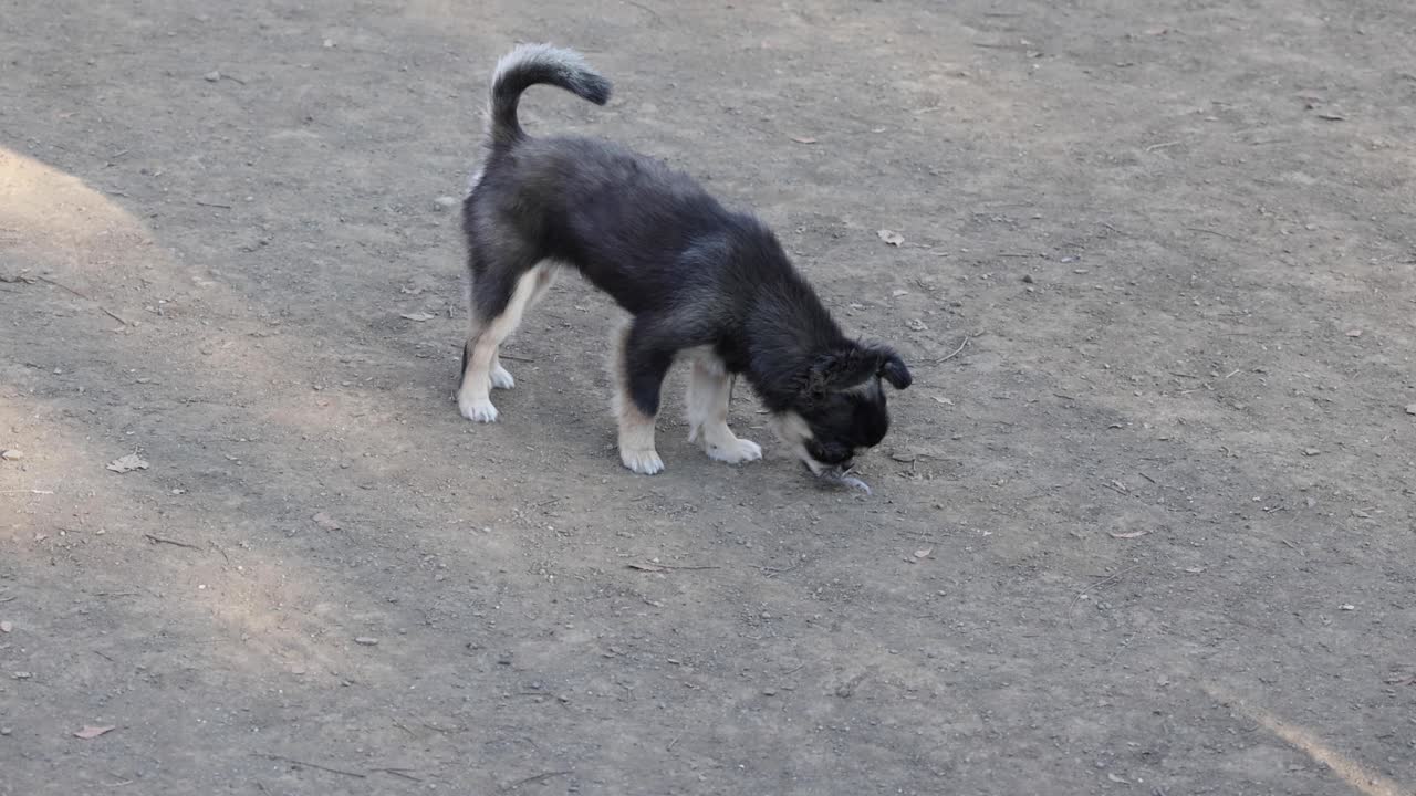 호기심 많은 강아지가 밖에서 새를 맡고 탐험합니다.