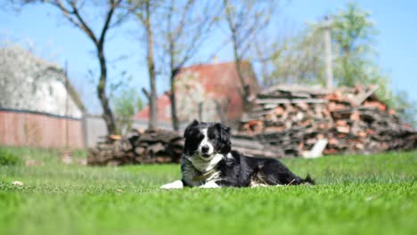 dog lying on the grass countryside