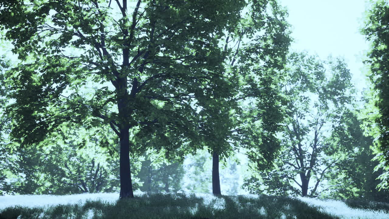 평온한 여름 숲 풍경