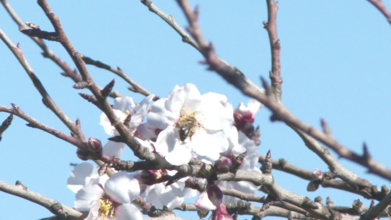 Almond Blossoms with Bees