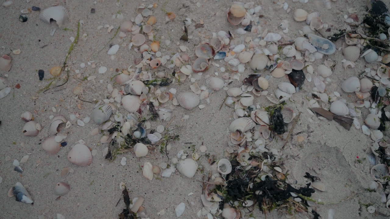 Scattered shells and seaweed on sandy ground at Costa Nova Beach, Aveiro, Portugal