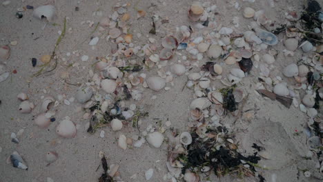 Scattered-shells-and-seaweed-on-sandy-ground-at-Costa-Nova-Beach,-Aveiro,-Portugal