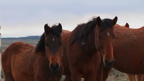 Caballos-Salvajes-Pastan-En-El-Desierto