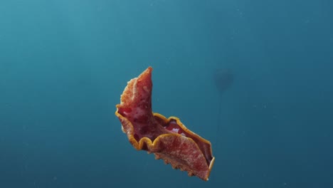 Unique-underwater-footage-of-a-stunning-flaming-red-flamboyant-sea-creature-Spanish-Dancer-moving-vigorously-through-the-blue-ocean-before-gently-floating-down