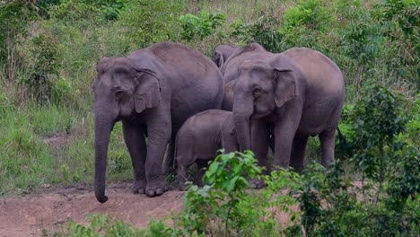 The-Asiatic-Elephants-are-endangered-species-and-they-are-also-residents-of-Thailand