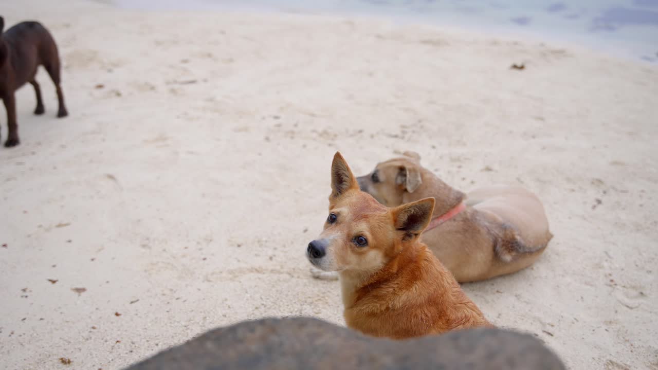 perros salvajes en una playa de las seychelles