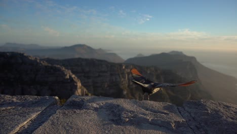 a redwing starling bird flying away on top of table mountain during sunset