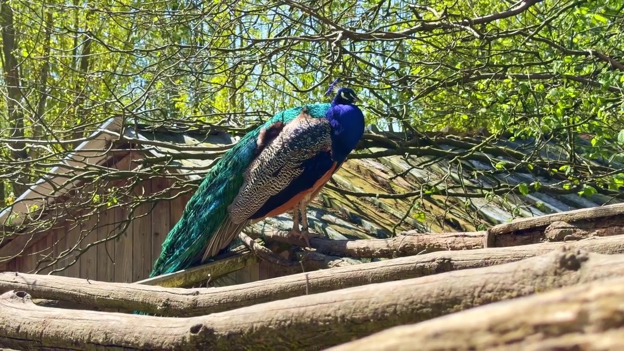 Belo pavão indiano macho com penas azuis e verdes vibrantes empoleirado em um telhado de madeira em um parque ou zoológico.