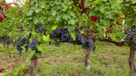 viñedos vino tinto uvas maduras en cultivo de campo de agricultura orgánica