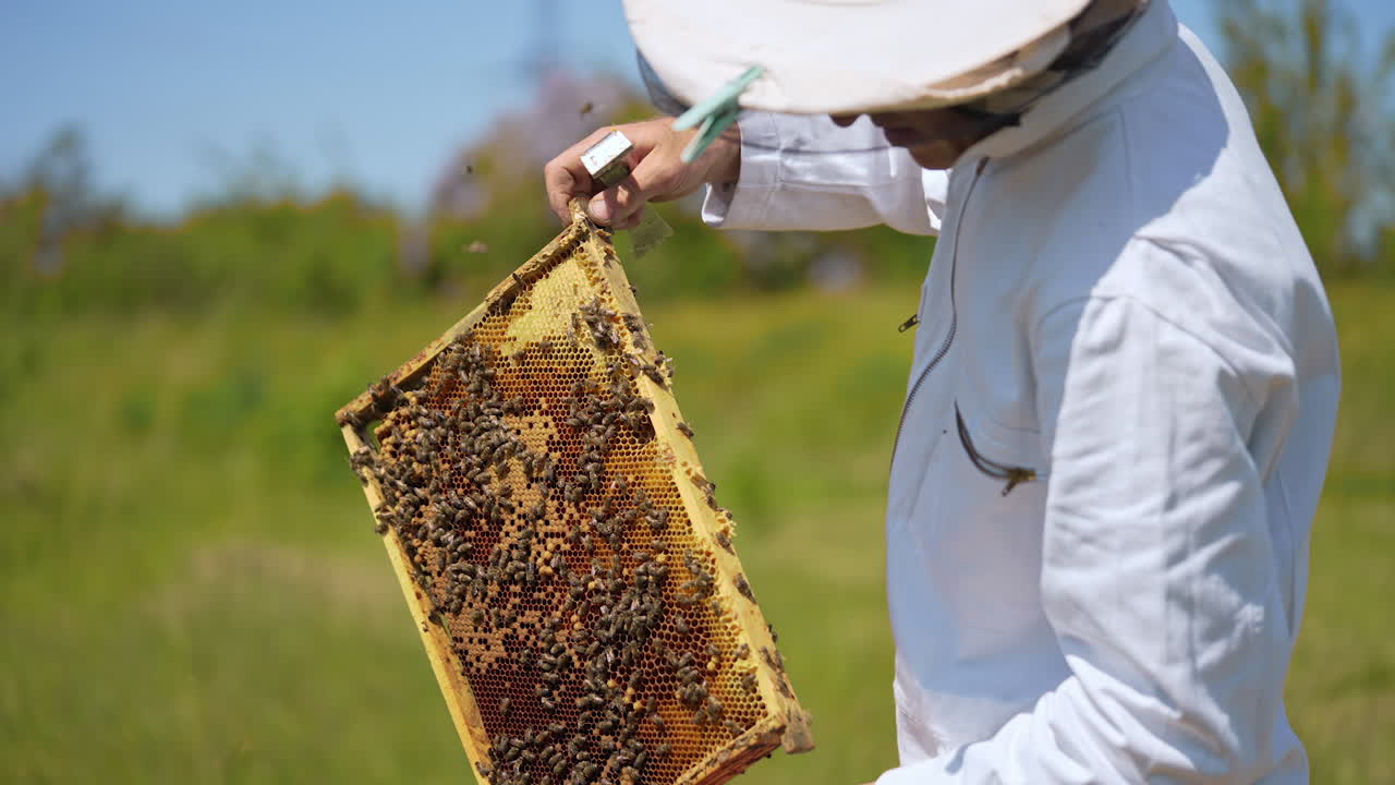 Apiarist working on a farm. Bee farmer examining bees on a honey frame and puts it into a hive. Apiculture concept.