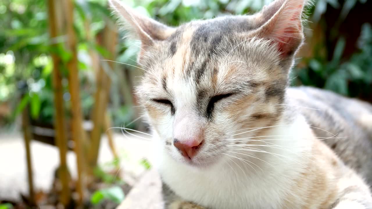 나무 벤치에 누워있는 귀여운 잠자는 고양이