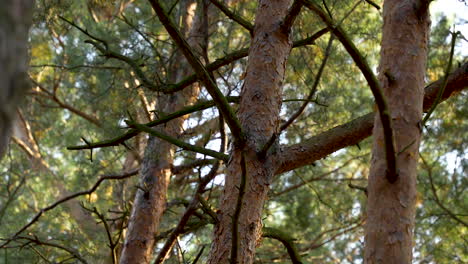 Slow-closer-panning-view-of-branches-on-trees-in-forest,-B-roll