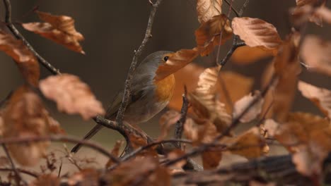 Zeitlupen-Nahaufnahme-Eines-Rotkehlchens,-Das-Im-Herbst-Von-Einem-Ast-Fliegt