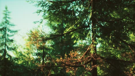 green-cone-trees-in-bright-sun-light