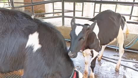 the dairy cows. animal husbandry